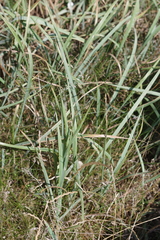 Anthoxanthum repens