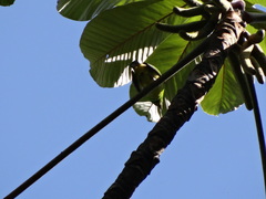 Chlorophonia occipitalis