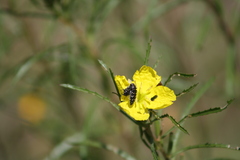 Acmaeodera ornatoides