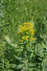 Euphorbia lucida