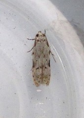 Taygete attributella