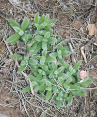 Trichodiadema strumosum