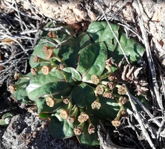 Euphorbia ecklonii