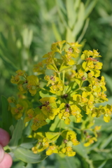 Euphorbia lucida