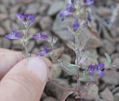 Collinsia greenei