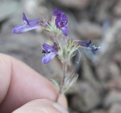 Collinsia greenei