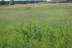 Euphorbia lucida