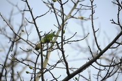Brotogeris chiriri