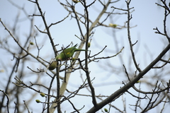 Brotogeris chiriri