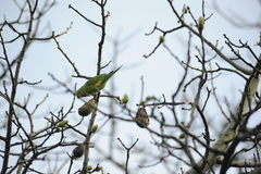Brotogeris chiriri