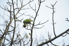 Brotogeris chiriri