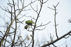 Brotogeris chiriri