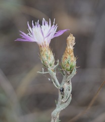 Centaurea steveniana