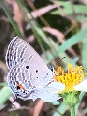 Luthrodes pandava