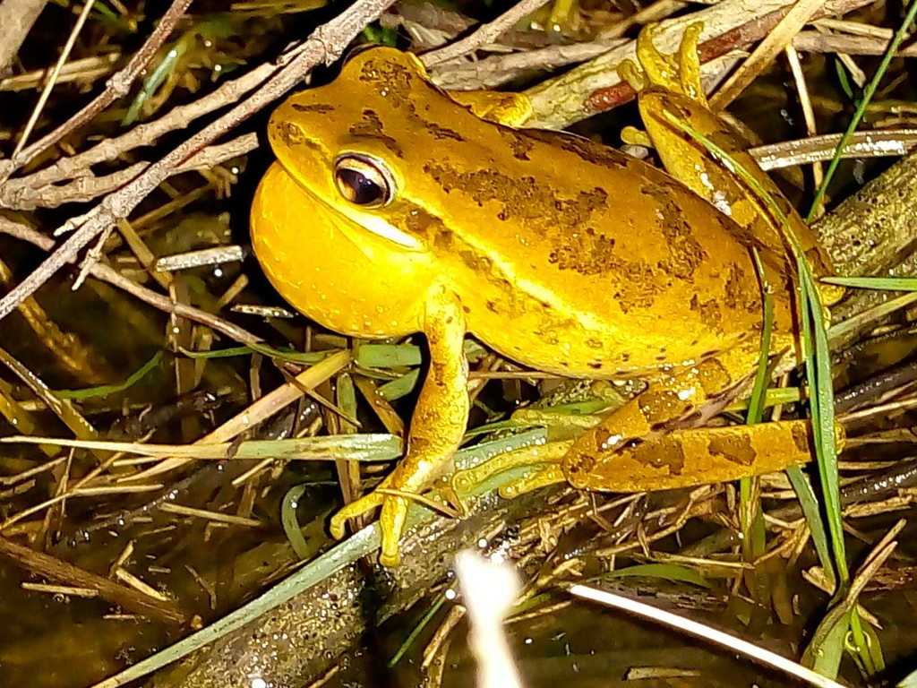Montevideo Treefrog