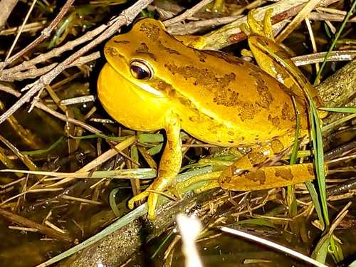 Montevideo Treefrog