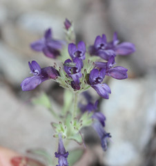 Collinsia greenei
