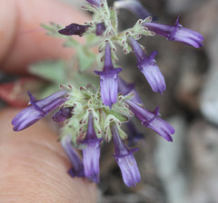 Collinsia greenei