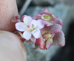 Claytonia saxosa