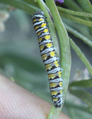 Pontia sisymbrii