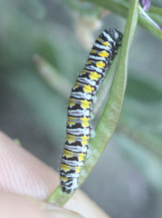 Pontia sisymbrii