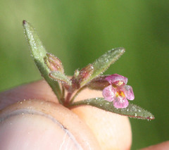 Erythranthe breweri