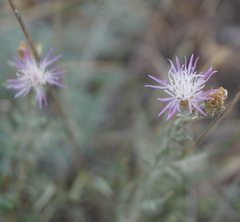Centaurea steveniana