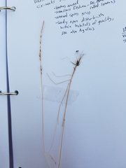 Festuca octoflora glauca