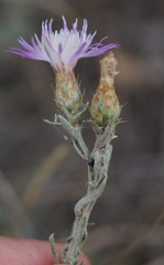 Centaurea steveniana