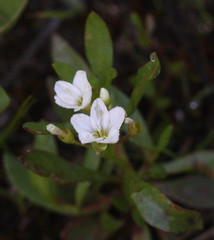 Montia chamissoi