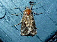Autographa flagellum