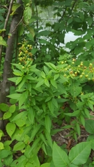 Lysimachia
