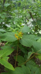 Lysimachia