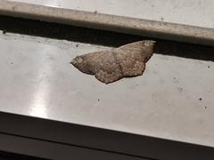 Peratostega deletaria