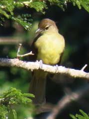 Chlorocichla flaviventris flaviventris