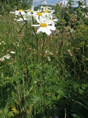 Tanacetum corymbosum