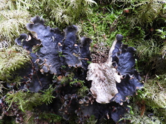 Peltigera degenii