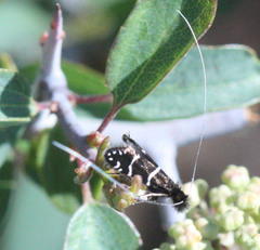 Adela septentrionella