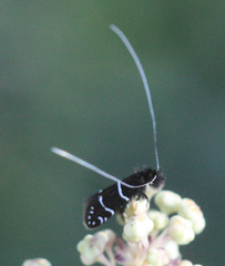 Adela septentrionella