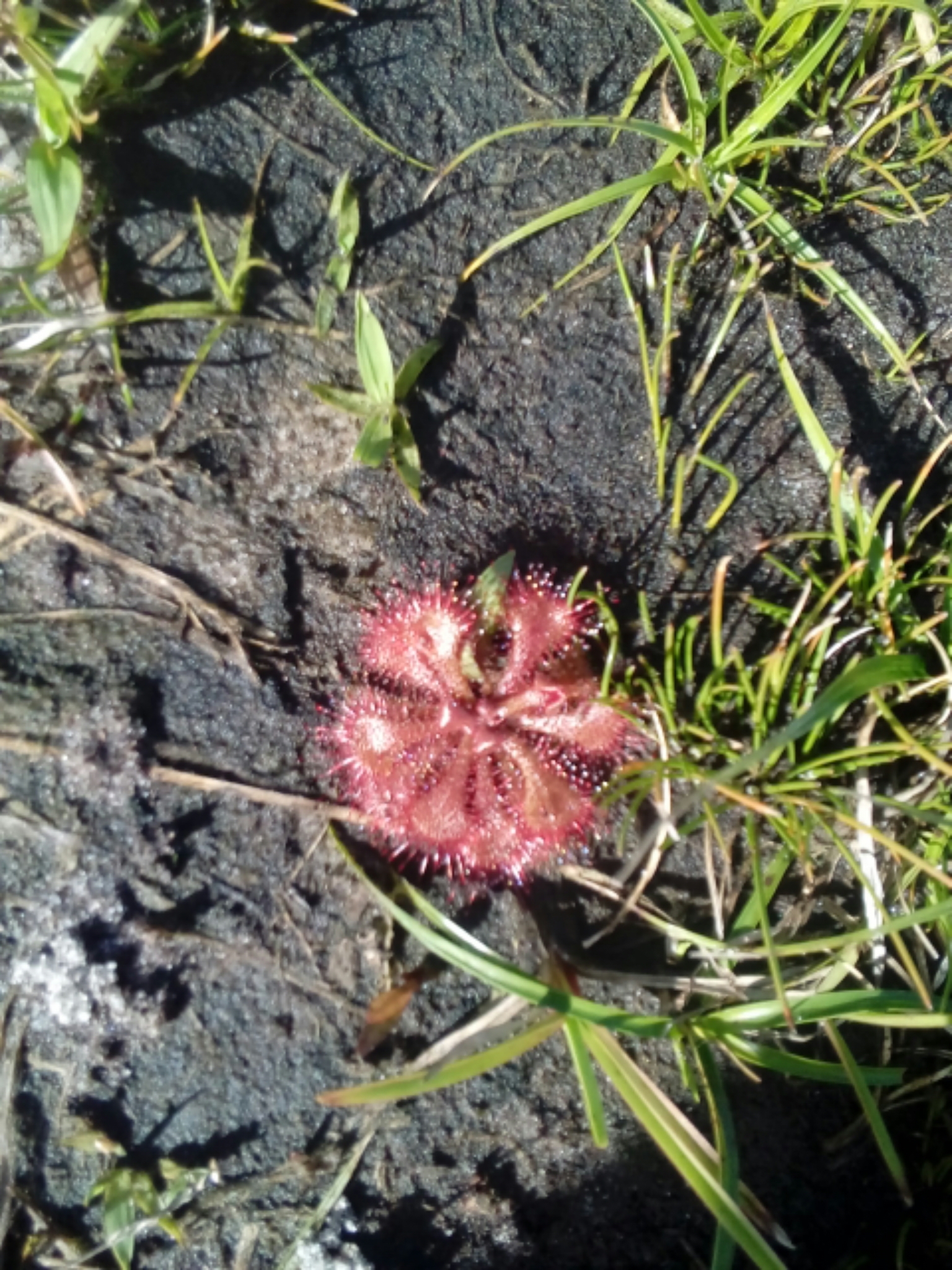 Drosera brevifolia