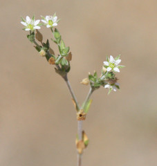 Arenaria serpyllifolia