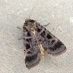 Pseudohermonassa melancholica