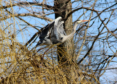 Ardea cinerea