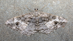 Alcis deversata