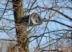 Ardea cinerea