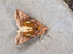 Autographa excelsa