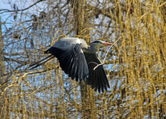 Ardea cinerea
