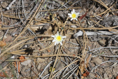 Malacothrix floccifera