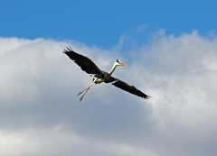 Ardea cinerea