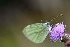 Pieris napi